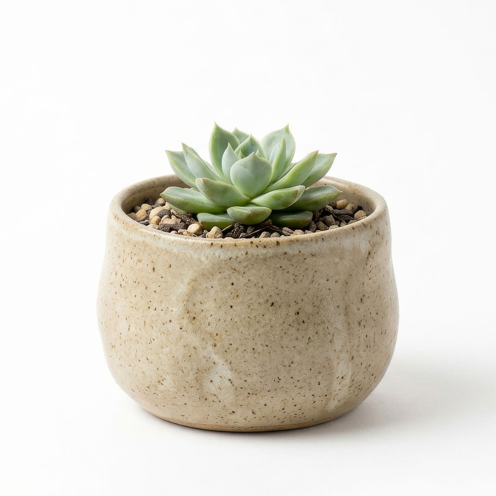 Fotografía de producto: maceta con suculenta